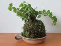 /album/fotogalerie-kokedamy/img-6173-jpg1/