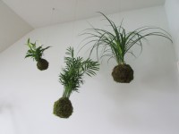 /album/fotogalerie-kokedamy/img-6197-jpg/