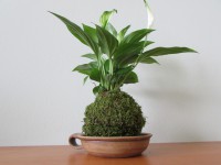 /album/aktualne-k-prodeji/img-6206-jpg/