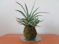 /album/aktualne-k-prodeji/img-6462-jpg/