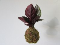 /album/fotogalerie-kokedamy/img-6673-jpg/