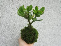 /album/fotogalerie-kokedamy/img-6741-jpg/