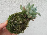 /album/fotogalerie-kokedamy/img-6779-jpg/