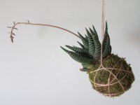 /album/fotogalerie-kokedamy/img-6648-jpg/