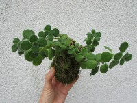 /album/fotogalerie-kokedamy/img-6783-jpg/