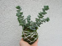 /album/fotogalerie-kokedamy/img-6973-jpg/