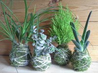 /album/fotogalerie-kokedamy/a20160803-152916-jpg1/