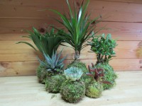 /album/fotogalerie-kokedamy/img-7434-jpg/