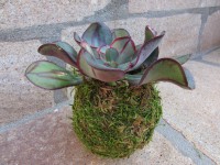 /album/fotogalerie-kokedamy/img-7020-jpg/