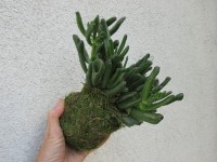 /album/aktualne-k-prodeji/img-7341-jpg/