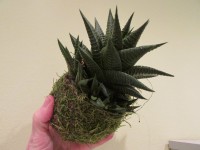 /album/aktualne-k-prodeji/img-7784-jpg/