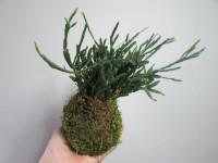 /album/aktualne-k-prodeji/img-7947-jpg/