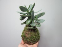 /album/aktualne-k-prodeji/img-7941-jpg/