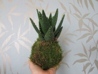 /album/aktualne-k-prodeji/img-8016-jpg/