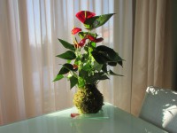 /album/aktualne-k-prodeji/img-8060-jpg/