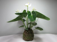 /album/aktualne-k-prodeji/img-8230-jpg/