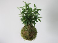 /album/aktualne-k-prodeji/img-8279-jpg/