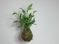 /album/aktualne-k-prodeji/img-8420-jpg/