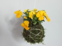 /album/fotogalerie-kokedamy/img-8425-jpg/