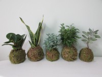 /album/fotogalerie-kokedamy/img-8378-jpg/