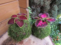 /album/fotogalerie-kokedamy/img-8674-jpg/