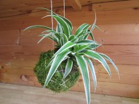 /album/aktualne-k-prodeji/img-8699-jpg/