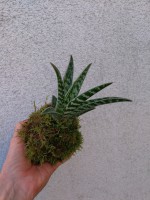 /album/aktualne-k-prodeji/img-20170828-163056-resized-20170828-044100789-jpg/