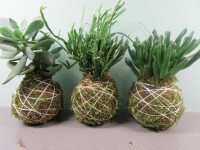 /album/fotogalerie-kokedamy/img-7951-jpg/