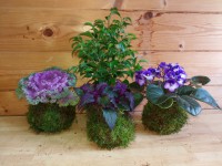 /album/fotogalerie-kokedamy/img-20170828-161742-resized-20170828-044325748-jpg/