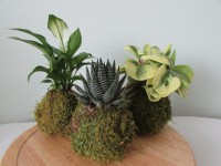 /album/fotogalerie-kokedamy/img-8516-jpg/