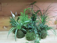 /album/fotogalerie-kokedamy/img-7534-jpg/