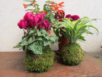 /album/fotogalerie-kokedamy/img-8951-jpg/