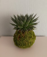 /album/aktualne-k-prodeji/img-20171030-090543-resized-20171030-090731636-jpg/