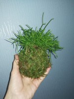 /album/aktualne-k-prodeji/img-20180126-081517-resized-20180225-121117868-jpg/