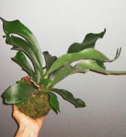 /album/aktualne-k-prodeji/img-20180313-071244-222-resized-20180313-080756461-jpg/