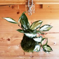 /album/aktualne-k-prodeji/img-20180813-111741-072-resized-20180813-111849639-jpg/