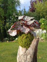 /album/fotogalerie-kokedamy/img-20180522-080201-resized-20180522-080650031-jpg/