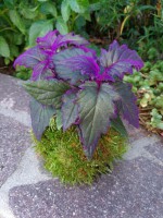 /album/fotogalerie-kokedamy/img-20170828-163752-resized-20170828-043939495-jpg/