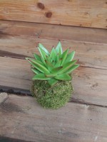 /album/aktualne-k-prodeji/img-20190528-120106-resized-20190812-102744827-jpg/