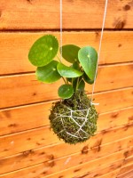 /album/aktualne-k-prodeji/img-5675-jpg/